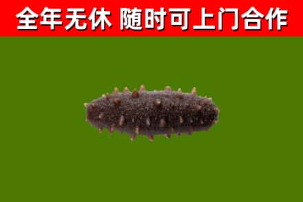 太仓市回收海参干